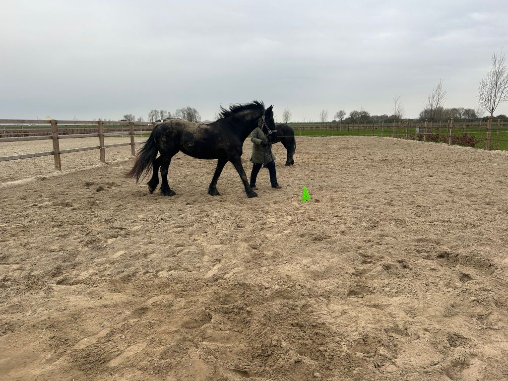 Beveiligd: Finding focus in the arena: How a horse named Carmen defined the future of kidney&nbsp;care